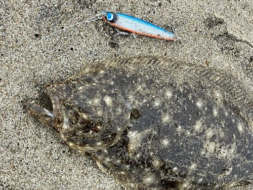 ヒラメの釣果