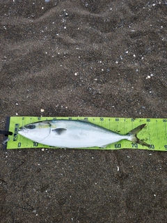 ワラサの釣果