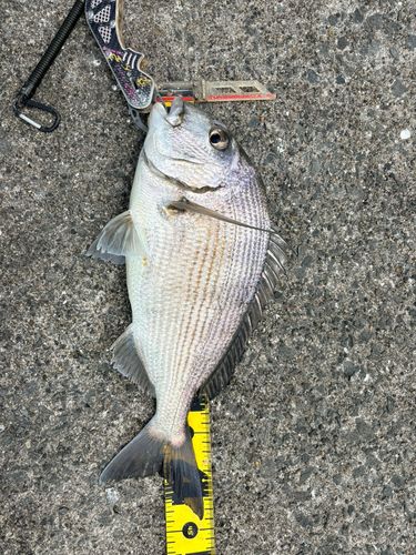 ヘダイの釣果
