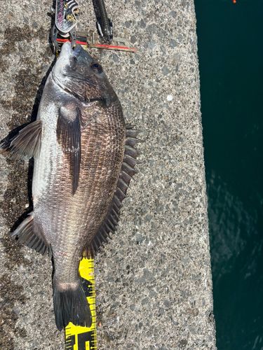 クロダイの釣果