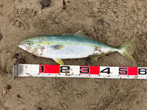 ワラサの釣果