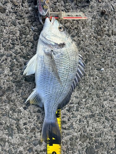 キチヌの釣果