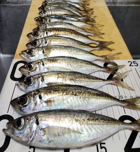 アジの釣果