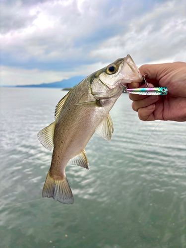 セイゴ（ヒラスズキ）の釣果