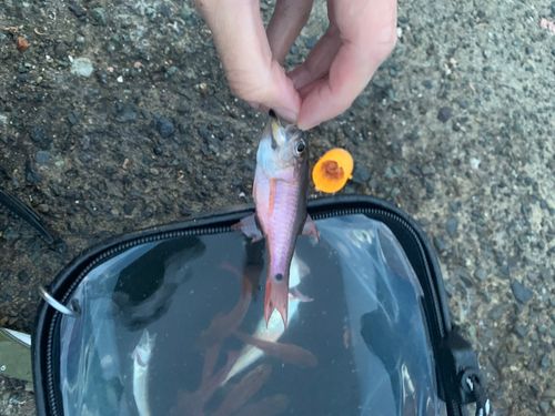 ネンブツダイの釣果