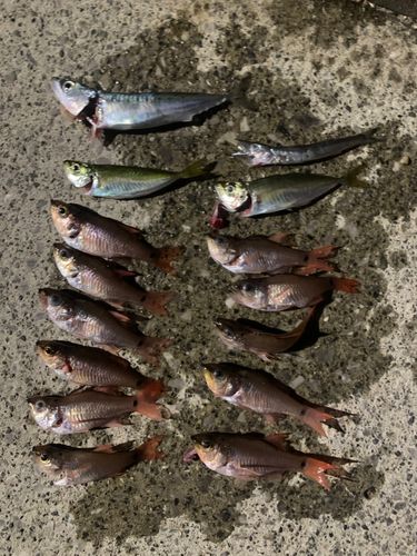 カマスの釣果