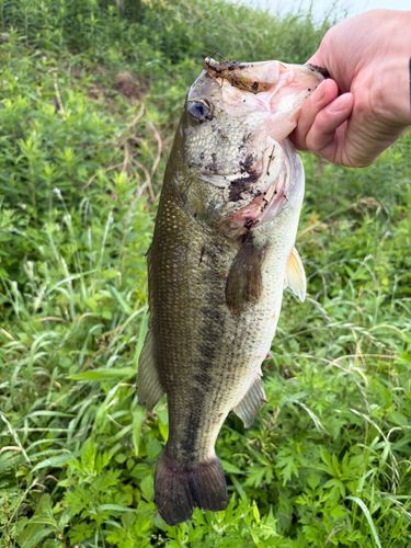 ラージマウスバスの釣果