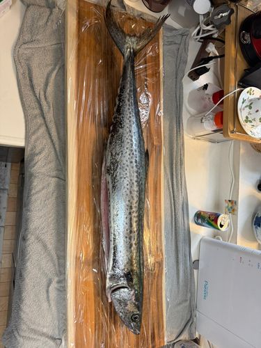 サワラの釣果