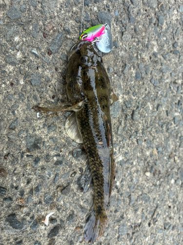 ハゼの釣果