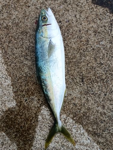 ワカシの釣果