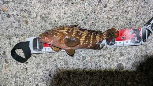 キジハタの釣果