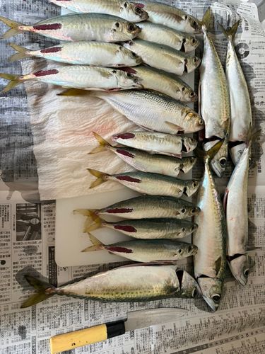 アジの釣果