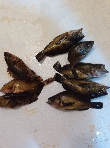 メバルの釣果