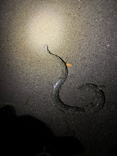 アナゴの釣果
