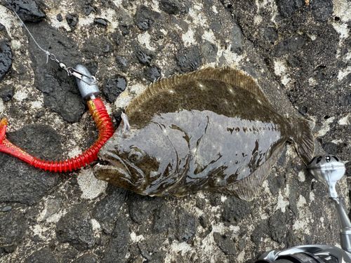 ヒラメの釣果