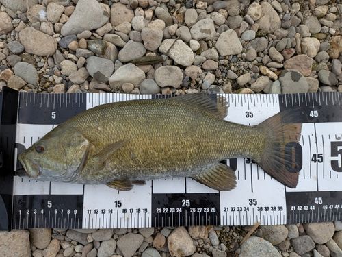 スモールマウスバスの釣果