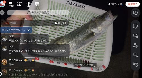 シーバスの釣果