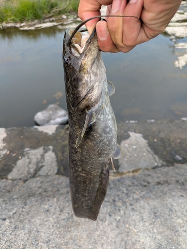ナマズの釣果