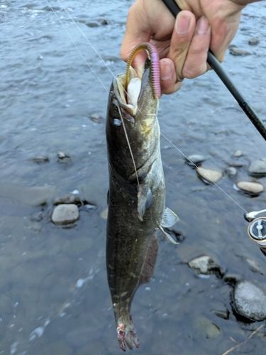 ナマズの釣果