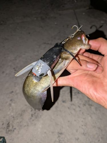 ナマズの釣果