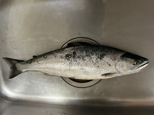 サクラマスの釣果