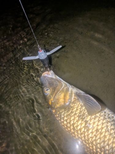 ニゴイの釣果