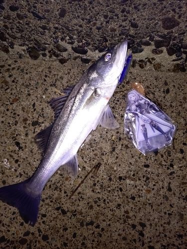 フッコ（マルスズキ）の釣果