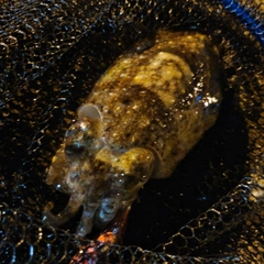 スミイカの釣果