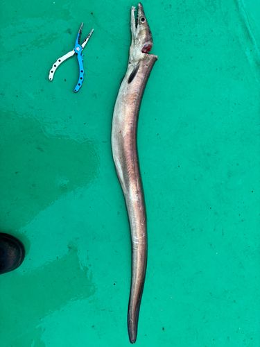 ハモの釣果