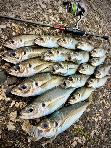 アジの釣果
