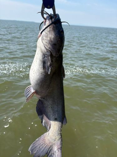 アメリカナマズの釣果