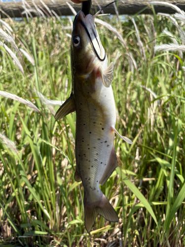 アメリカナマズの釣果