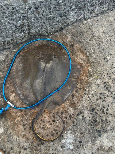 アカエイの釣果