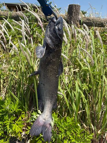 アメリカナマズの釣果