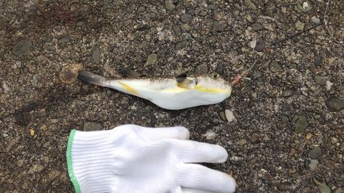 クサフグの釣果