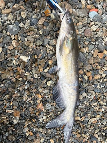 アメリカナマズの釣果