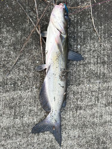 アメリカナマズの釣果