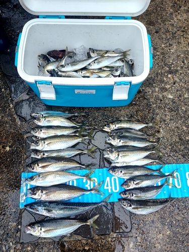 サバの釣果