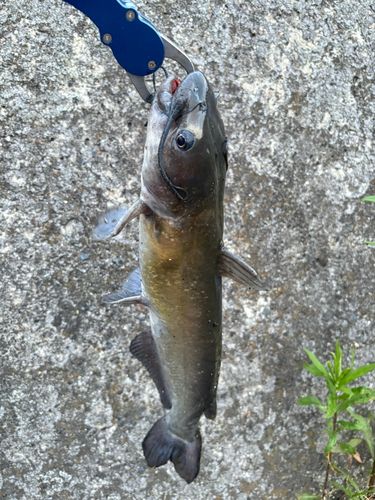 アメリカナマズの釣果