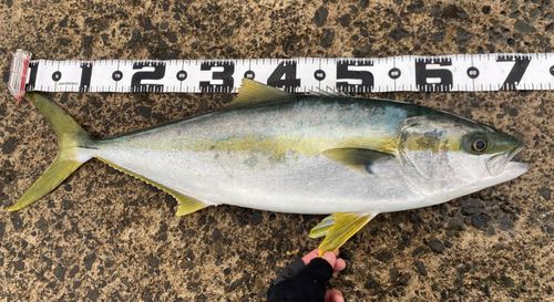 ヒラマサの釣果