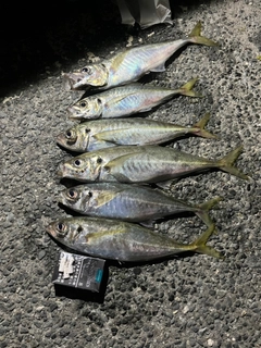アジの釣果
