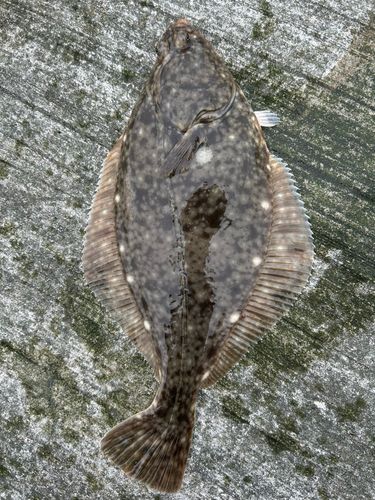 イシガレイの釣果