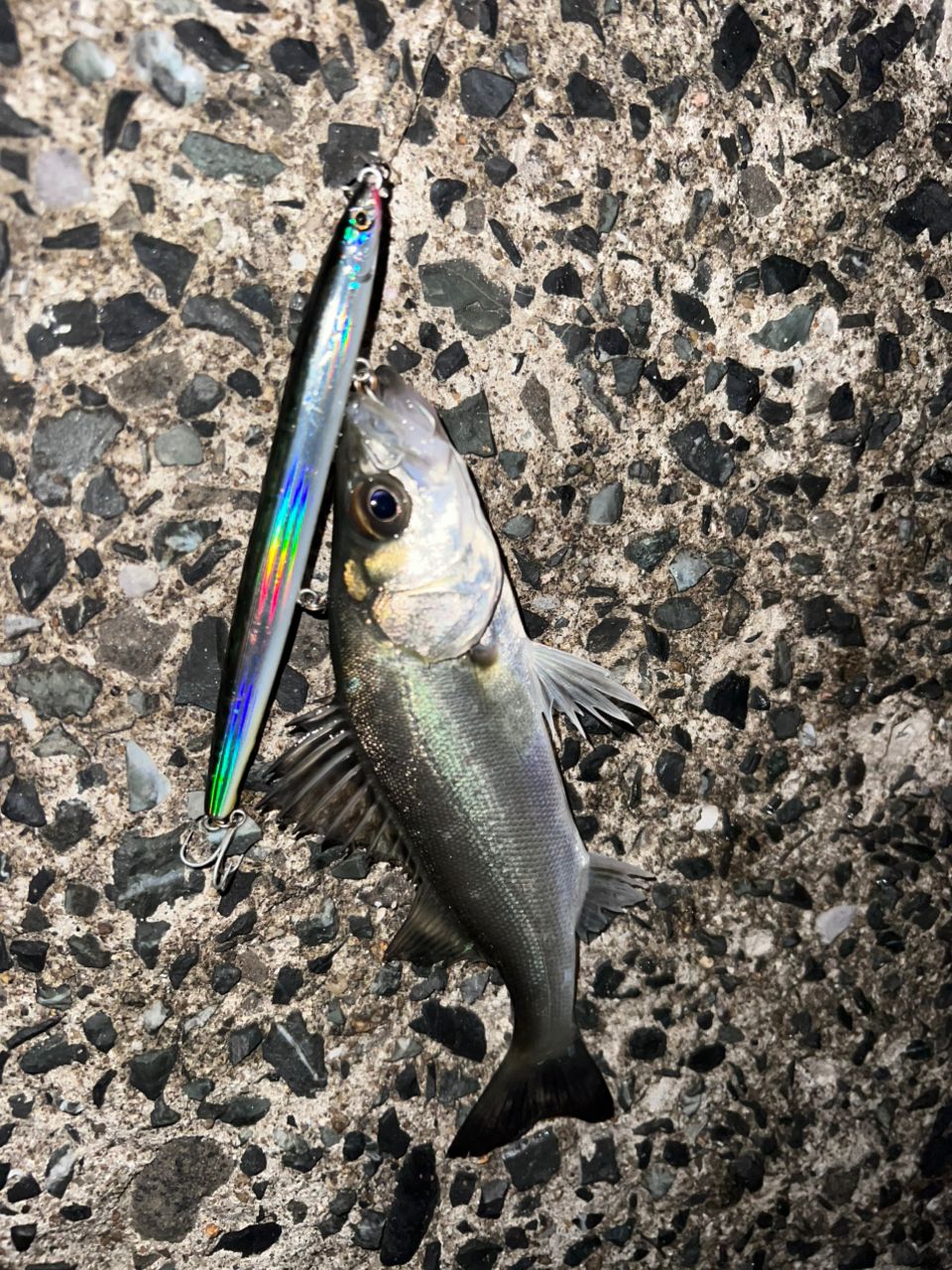 DAIWA 19セルテート LT3000の最安値・インプレ・釣果 | 本音の口コミが
