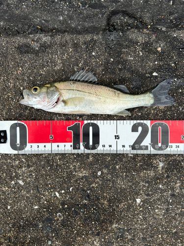 セイゴ（マルスズキ）の釣果