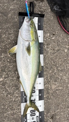 ブリの釣果