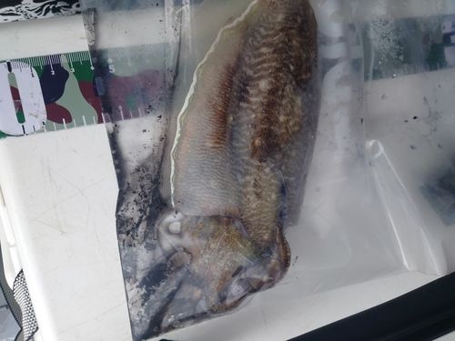 コウイカの釣果