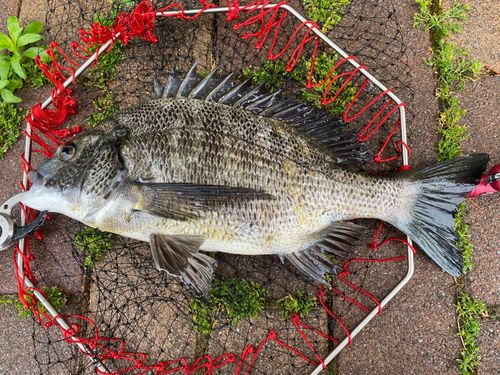 クロダイの釣果