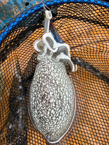 シリヤケイカの釣果