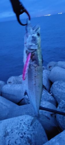 サゴシの釣果