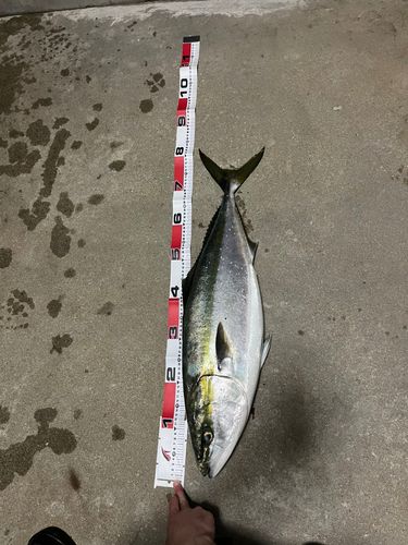 ブリの釣果